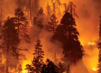 Global Weather Disasters Made The First Half of 2025 The Costliest Period in History Wild_fire_post
