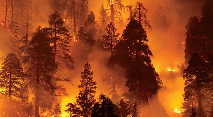 Global Weather Disasters Made The First Half of 2025 The Costliest Period in History Wild_fire_post