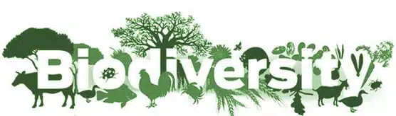 biodiversity_conservation