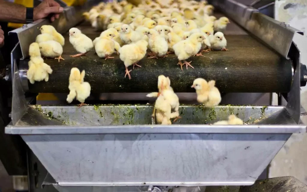 Chick_culling